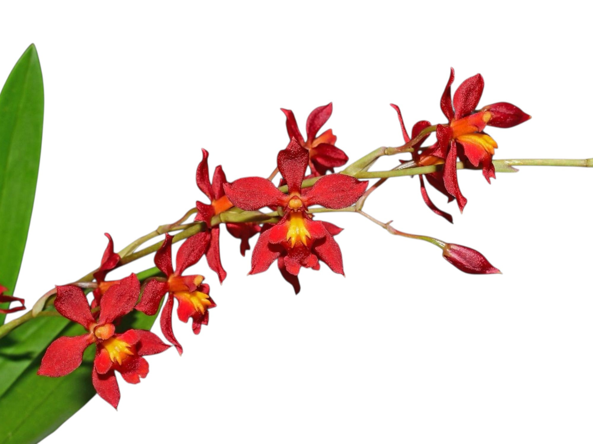 Cyrtocidium Karla Yanza