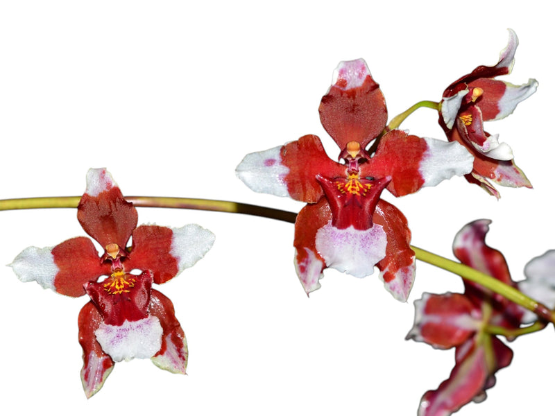 Cyrtocidium Pepe Portilla