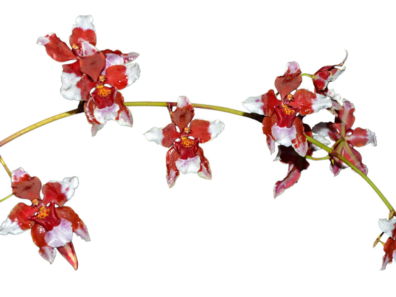 Cyrtocidium Pepe Portilla
