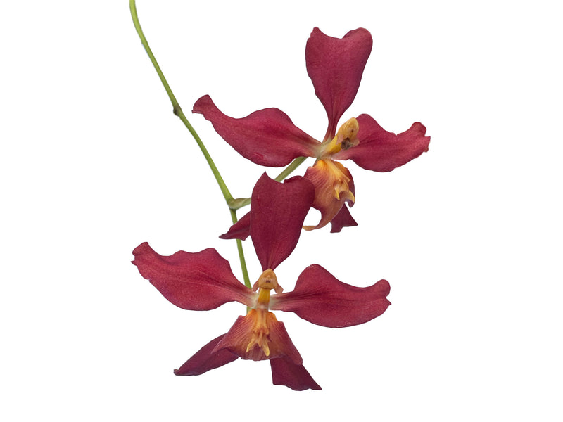 Cyrtocidium Rocio Vazquez