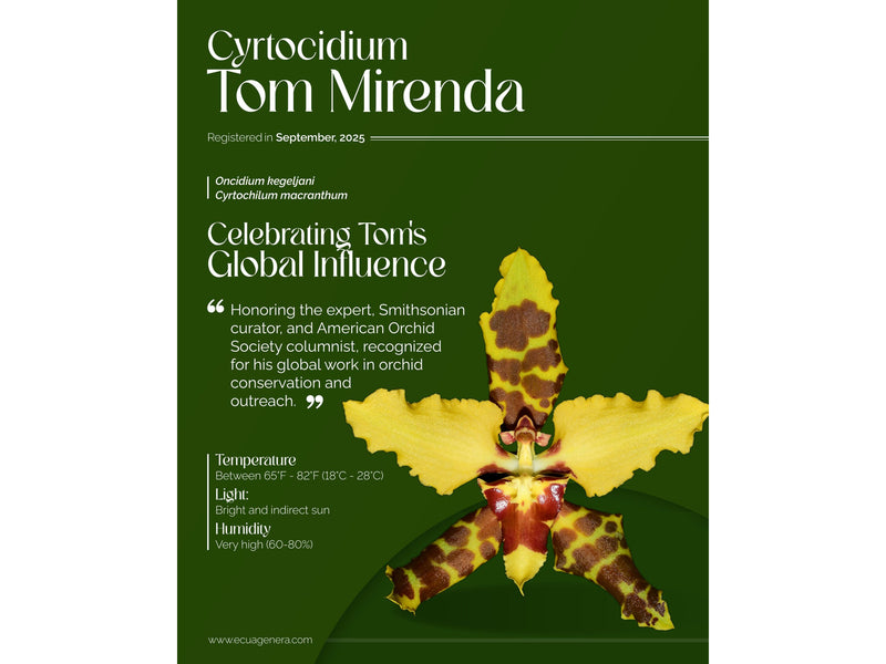 Cyrtocidium Tom Mirenda