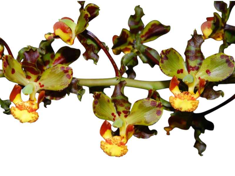 Cyrtopodium longibulbosum