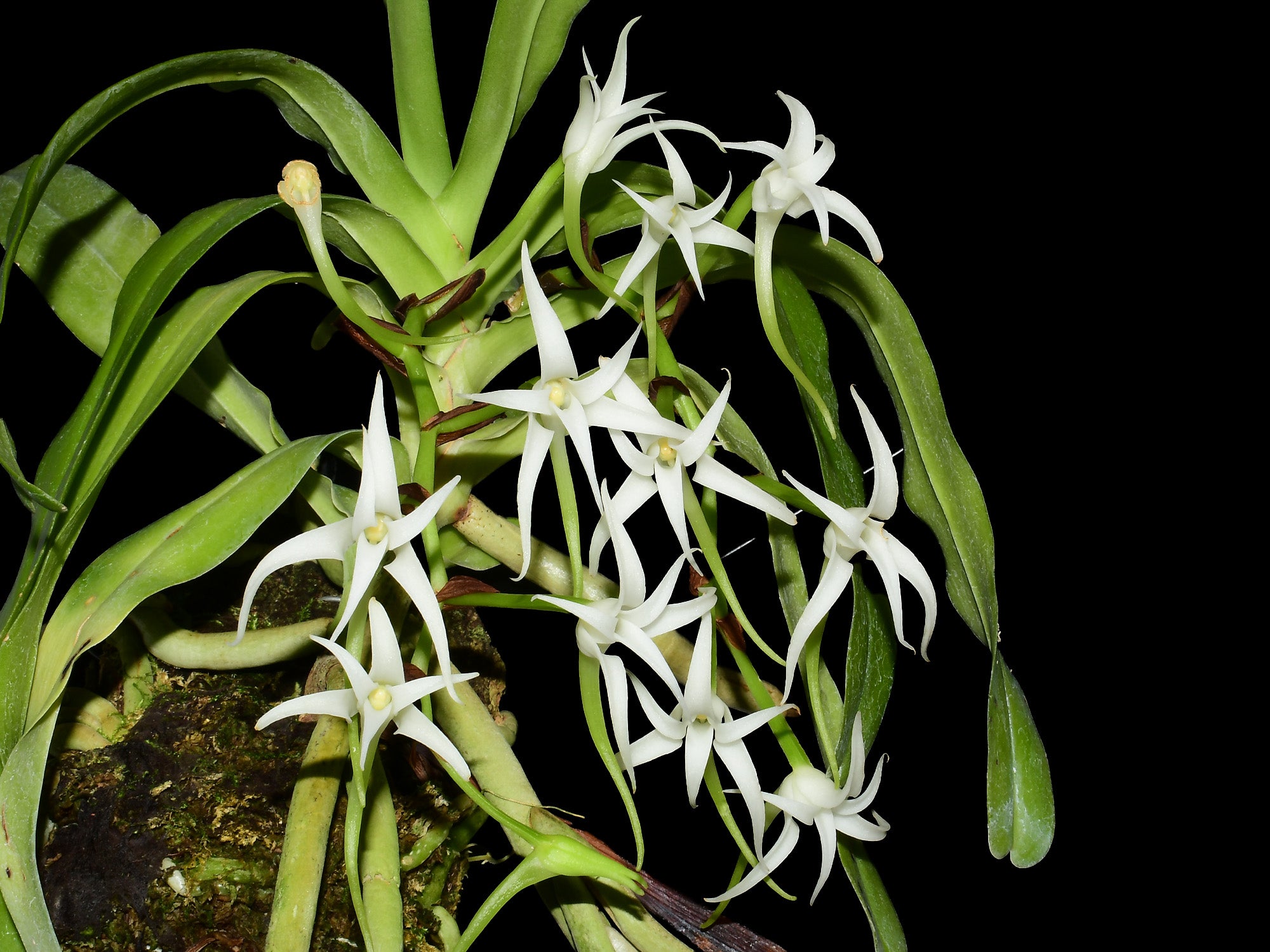 Cyrtorchis arcuata