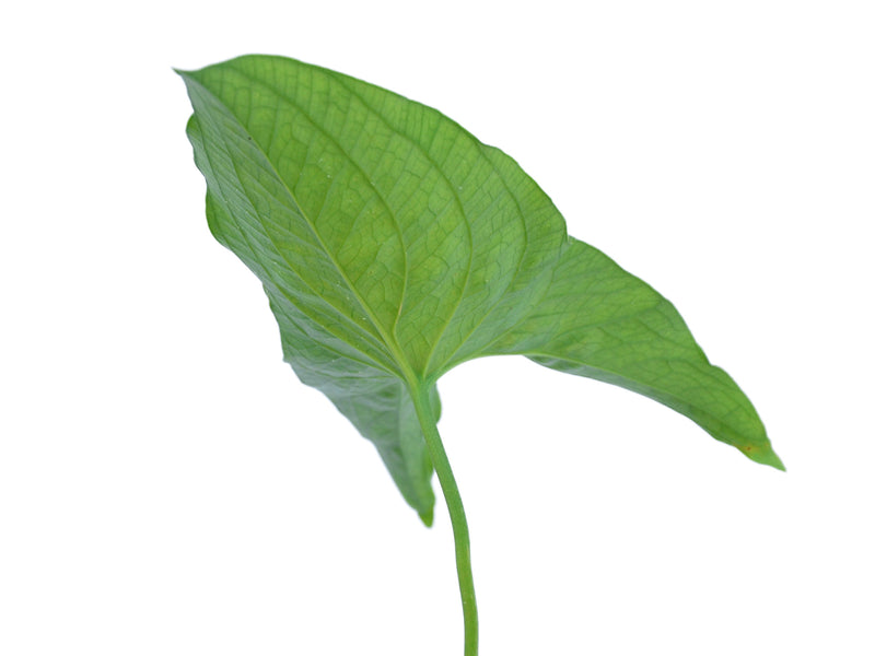 Cyrtosperma merkusii