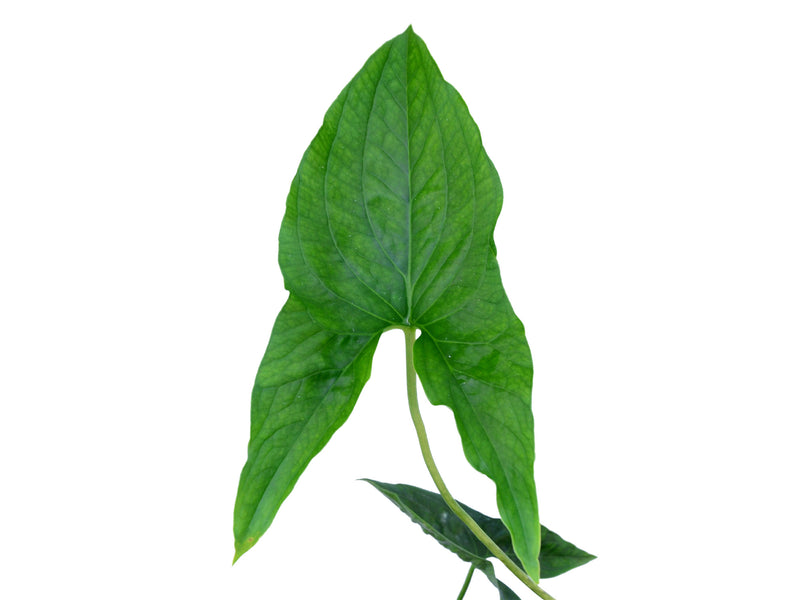 Cyrtosperma merkusii