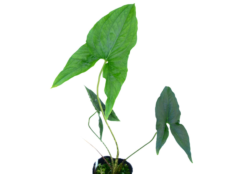 Cyrtosperma merkusii