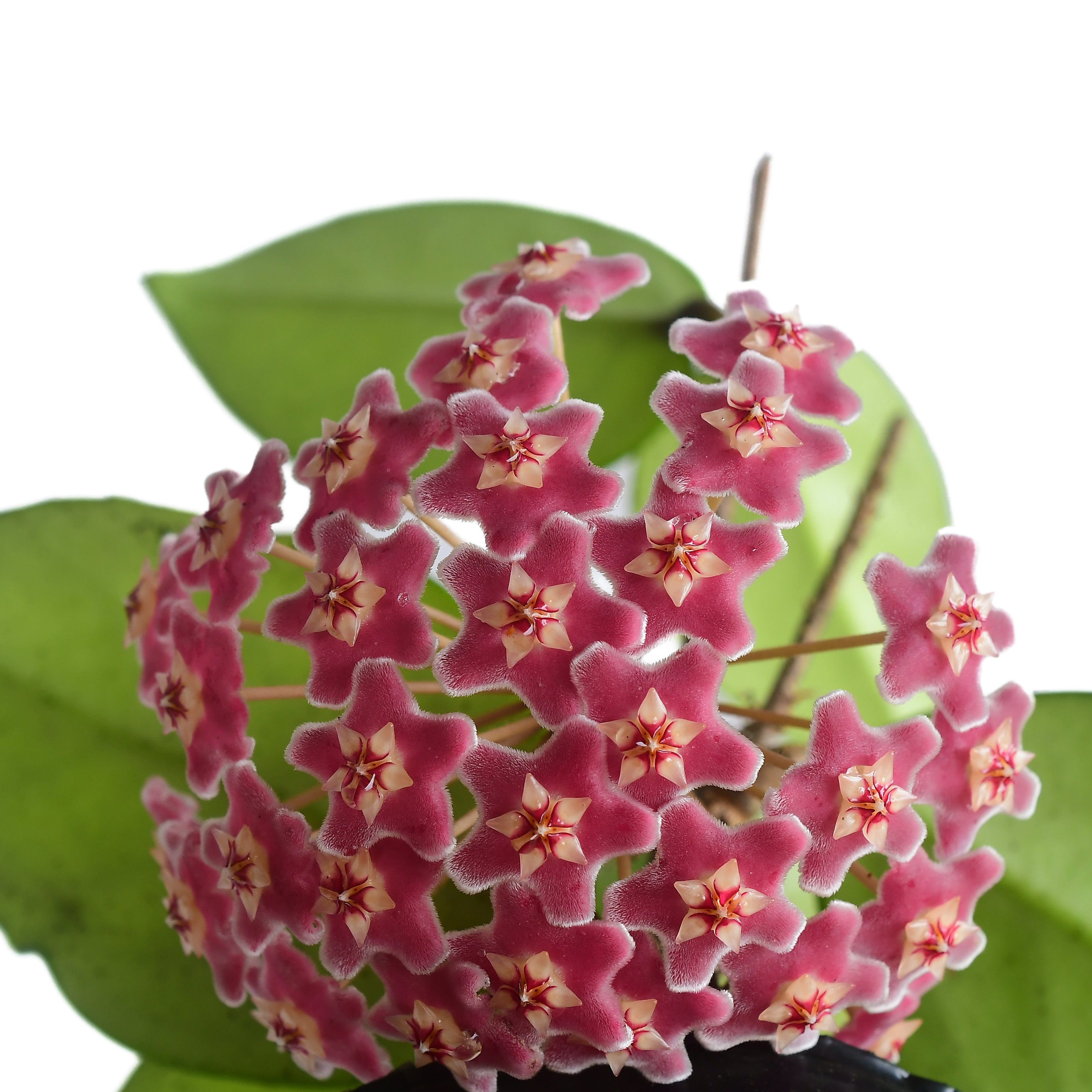 Hoya pubicalyx 'SAO111' (H. publicalyx 'PHP x H. fungii)
