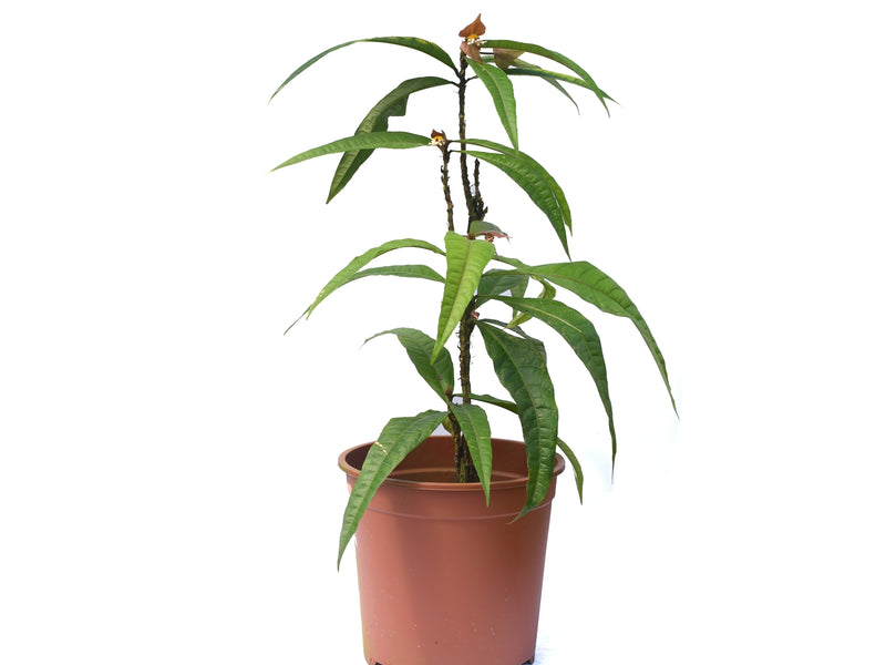 Dalechampia spathulata aff