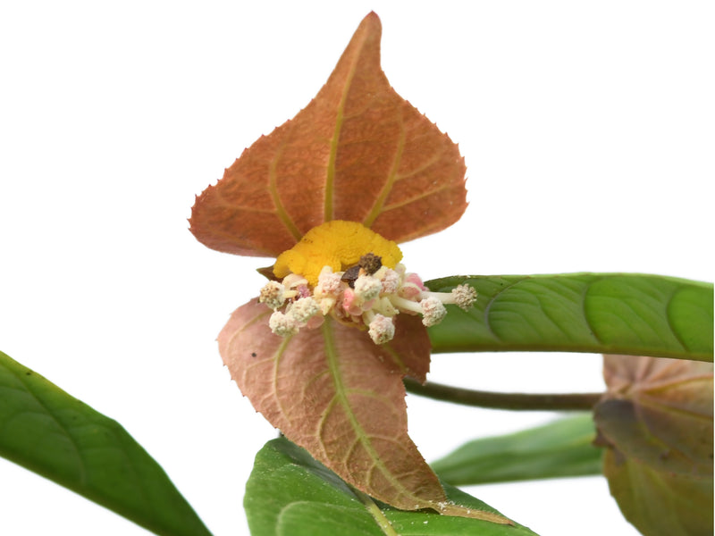Dalechampia spathulata aff