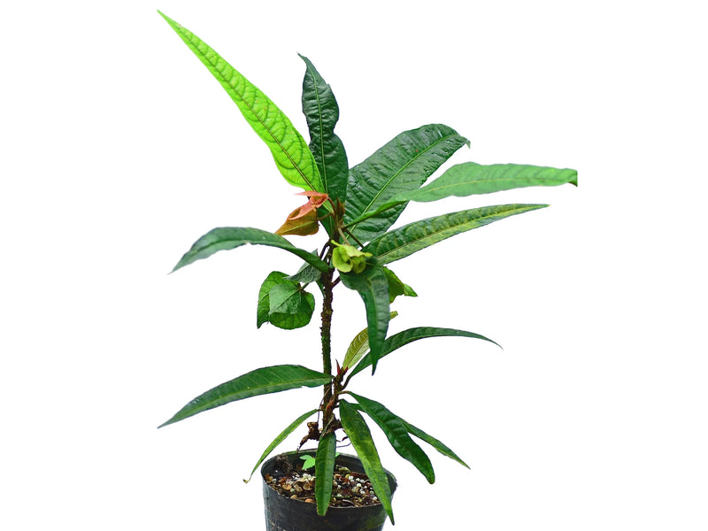 Dalechampia spathulata aff