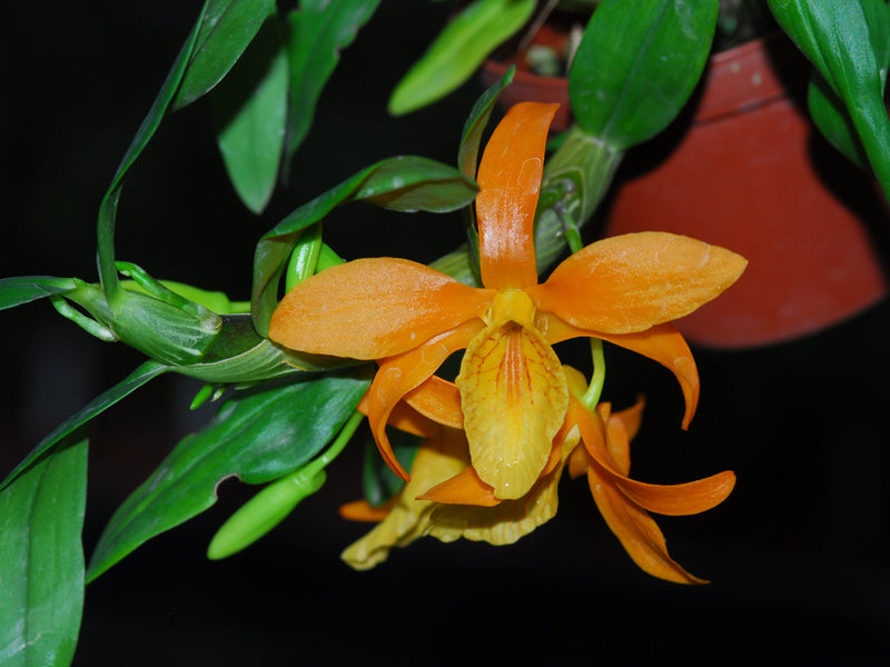 Dendrobium Orange Chin Sai x Den. unicum