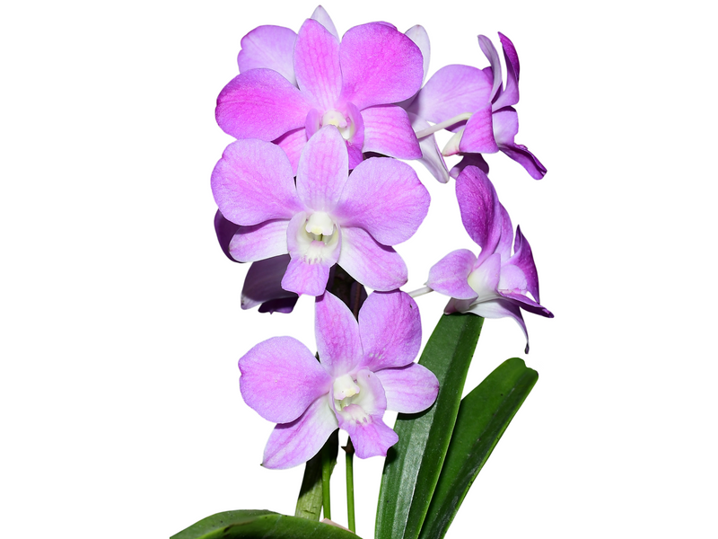 Dendrobium Emma Queen