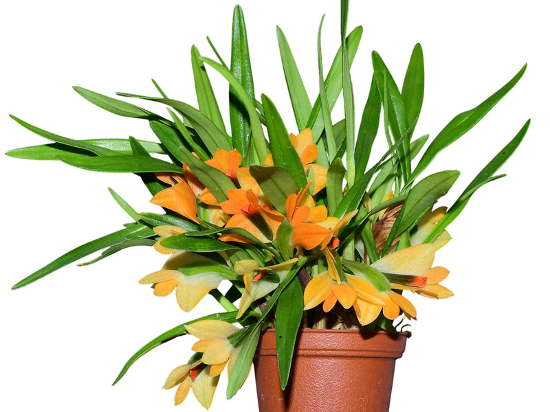 Dendrobium Jean Minet