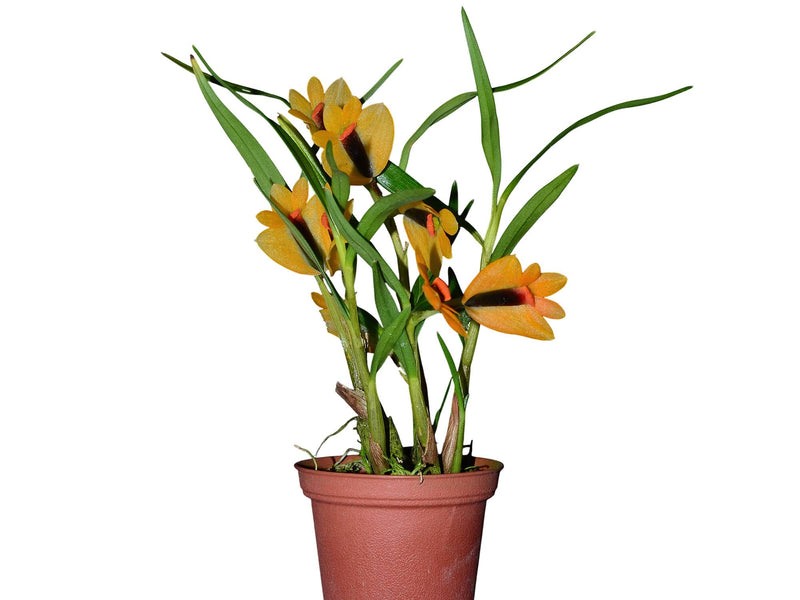 Dendrobium Martine Minet