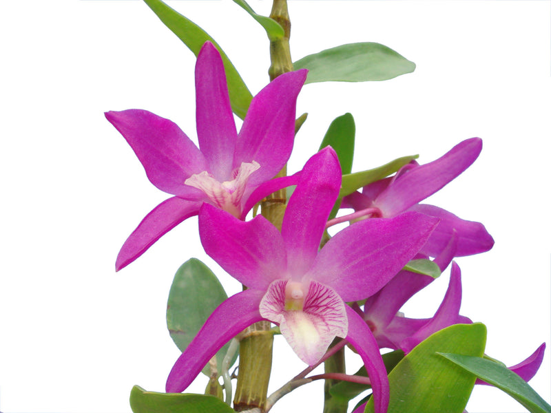 Dendrobium Rainbow Dance
