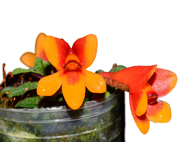 Dendrobium cuthbertsonii var Pepe