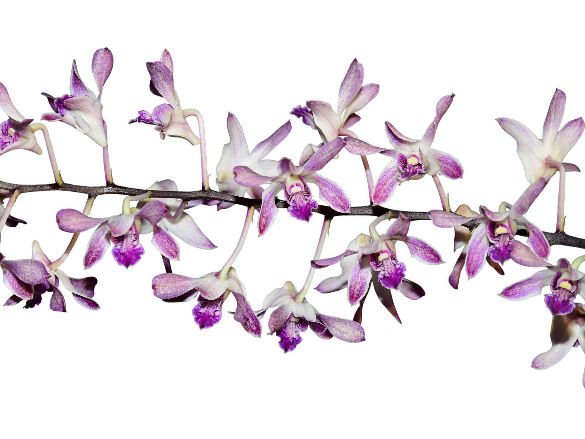 Dendrobium Gluediice