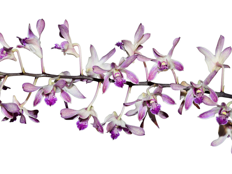 Dendrobium Gluediice