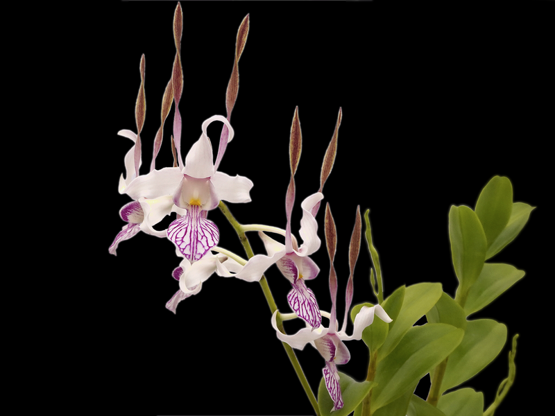 Dendrobium leporinum