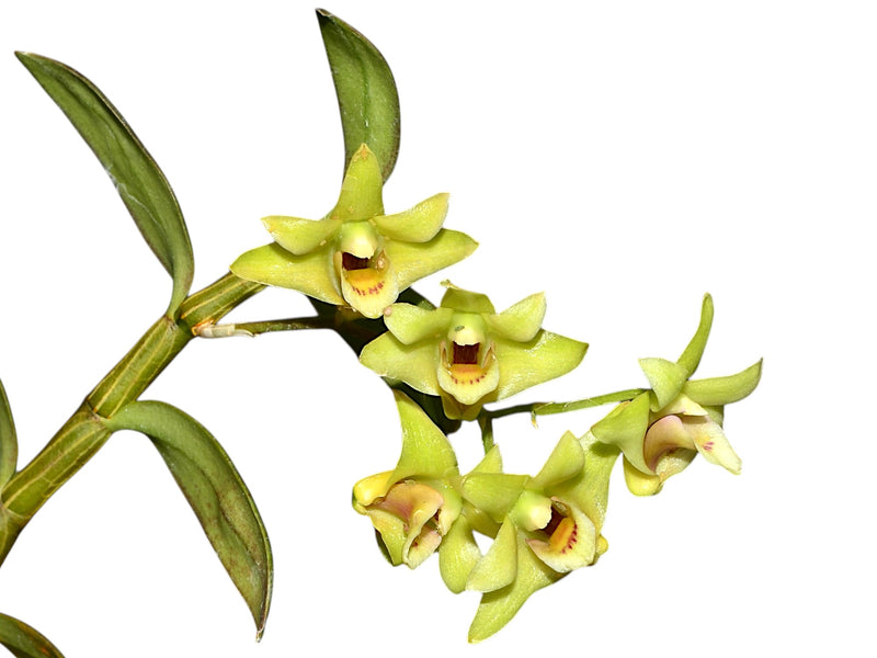 Dendrobium officinale