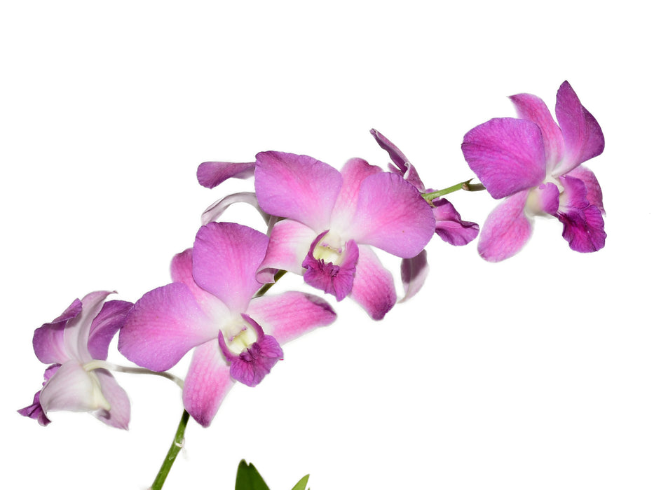 Dendrobium Airly Sweet Blue