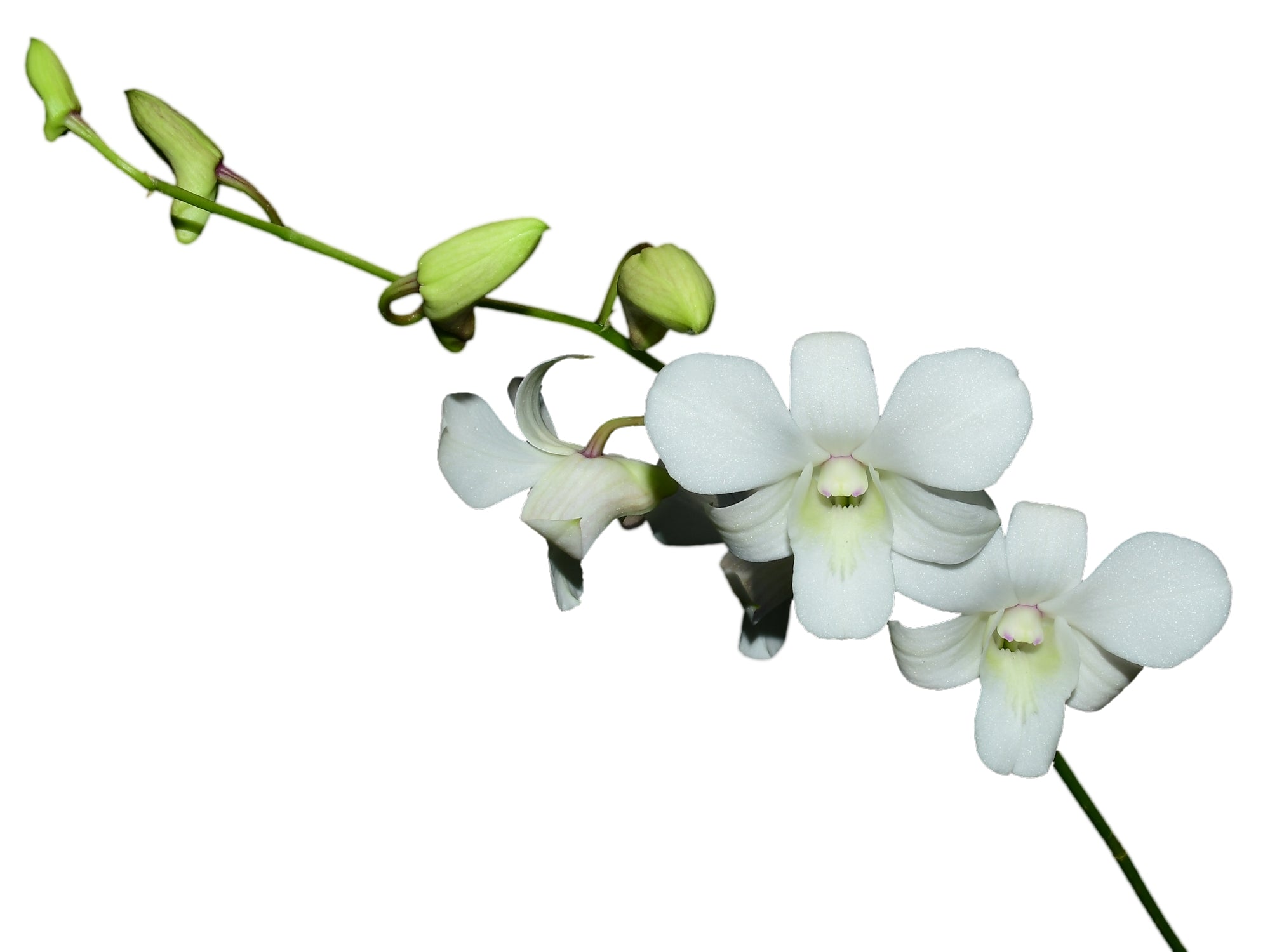 Dendrobium Allegra