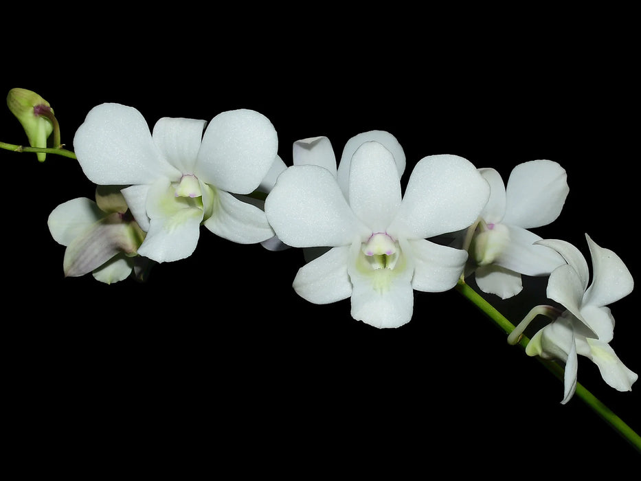 Dendrobium Allegra