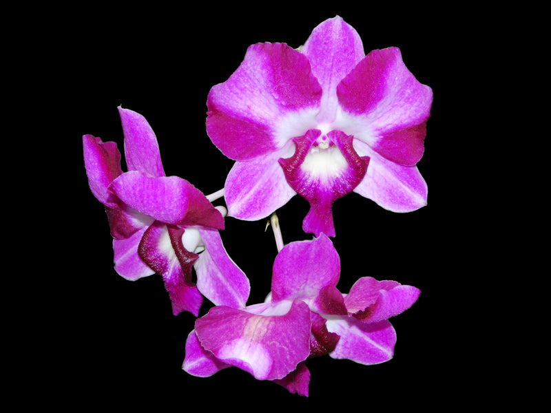 Dendrobium Anucha Flare