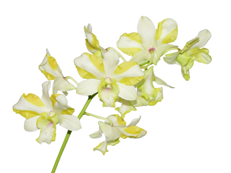 Dendrobium Anucha Flare Type Tailandia