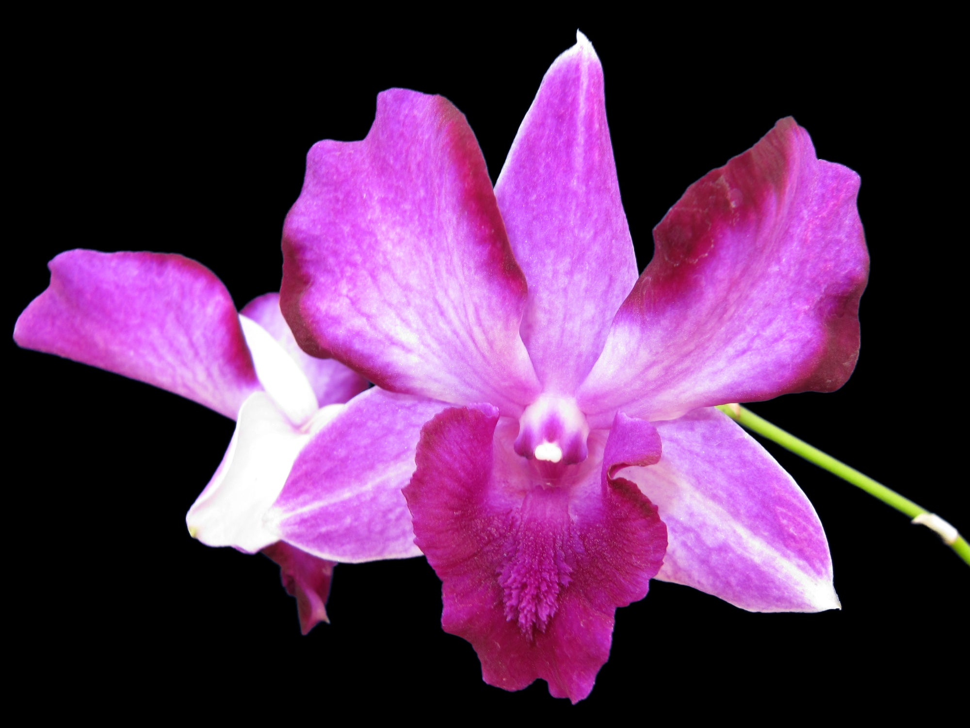 Dendrobium Anucha Flare