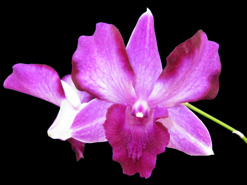 Dendrobium Anucha Flare