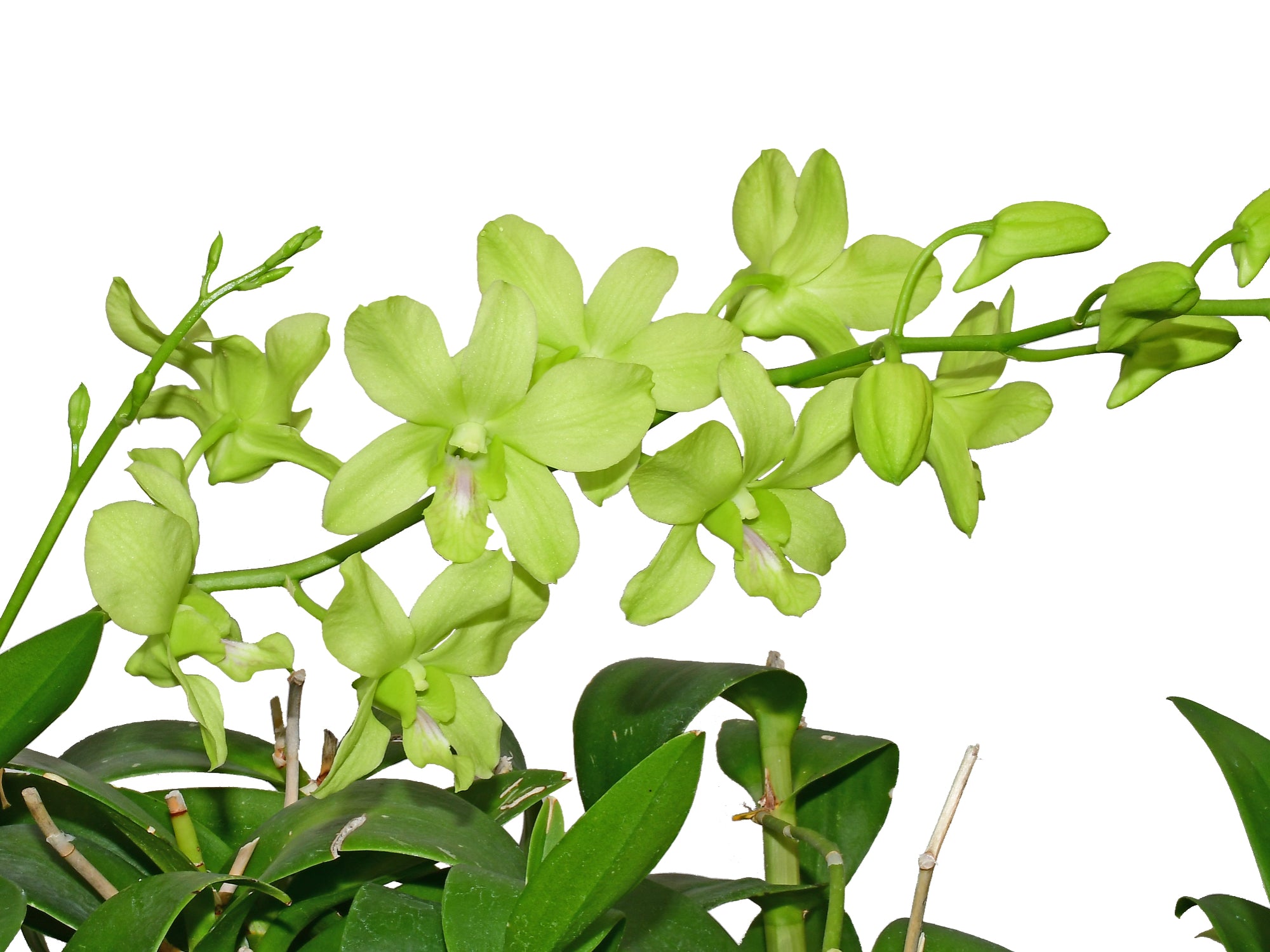 Dendrobium Aridang Green