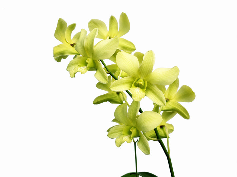 Dendrobium Aridang Green
