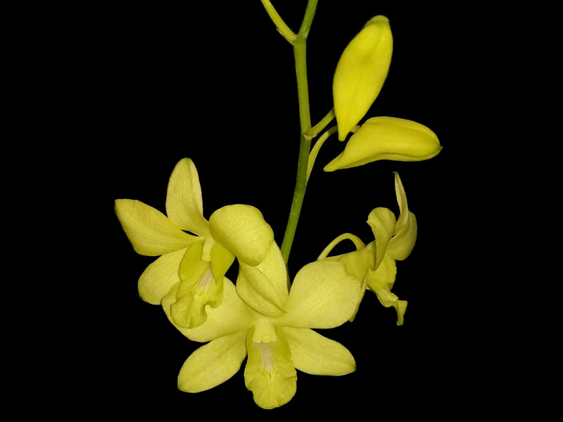 Dendrobium Aridang Yellow