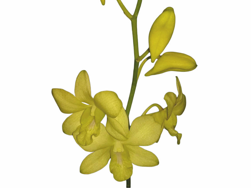 Dendrobium Aridang Yellow