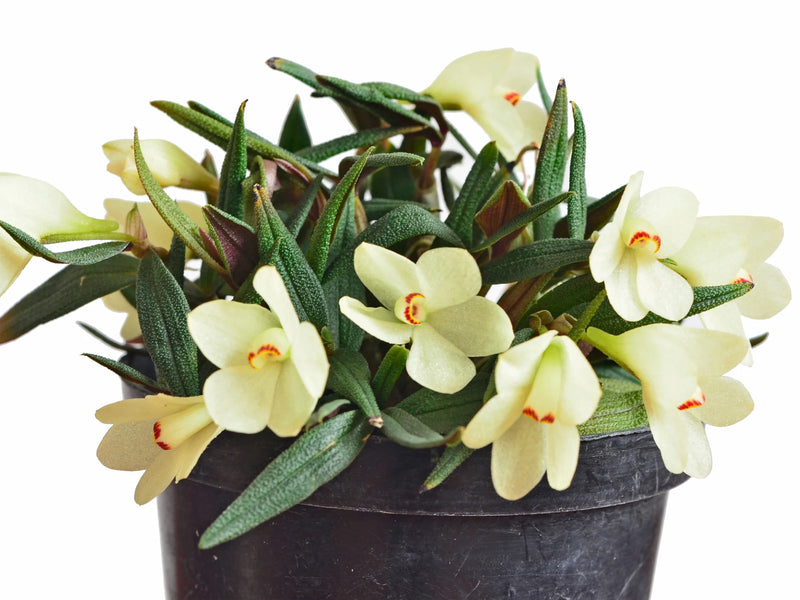 Dendrobium Aussie's Hi-Lo f. alba