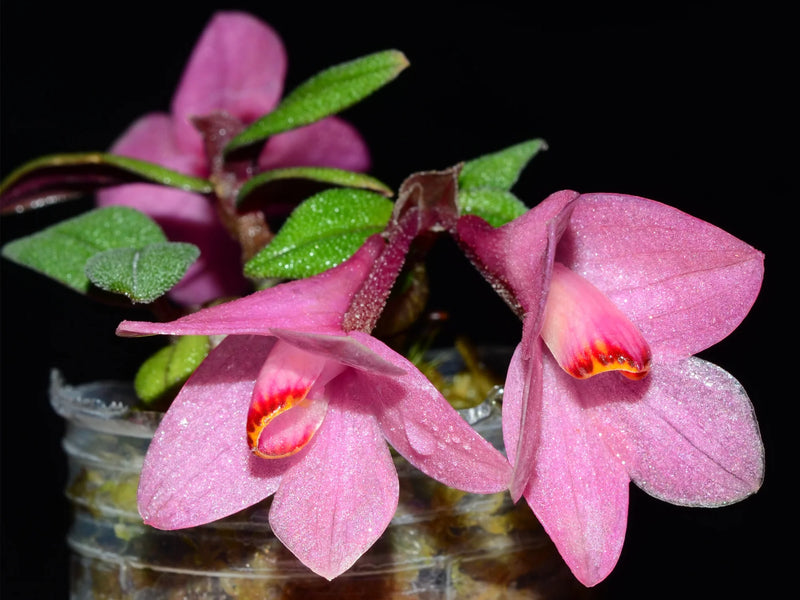 Dendrobium Aussie's Hi-Lo f. pink
