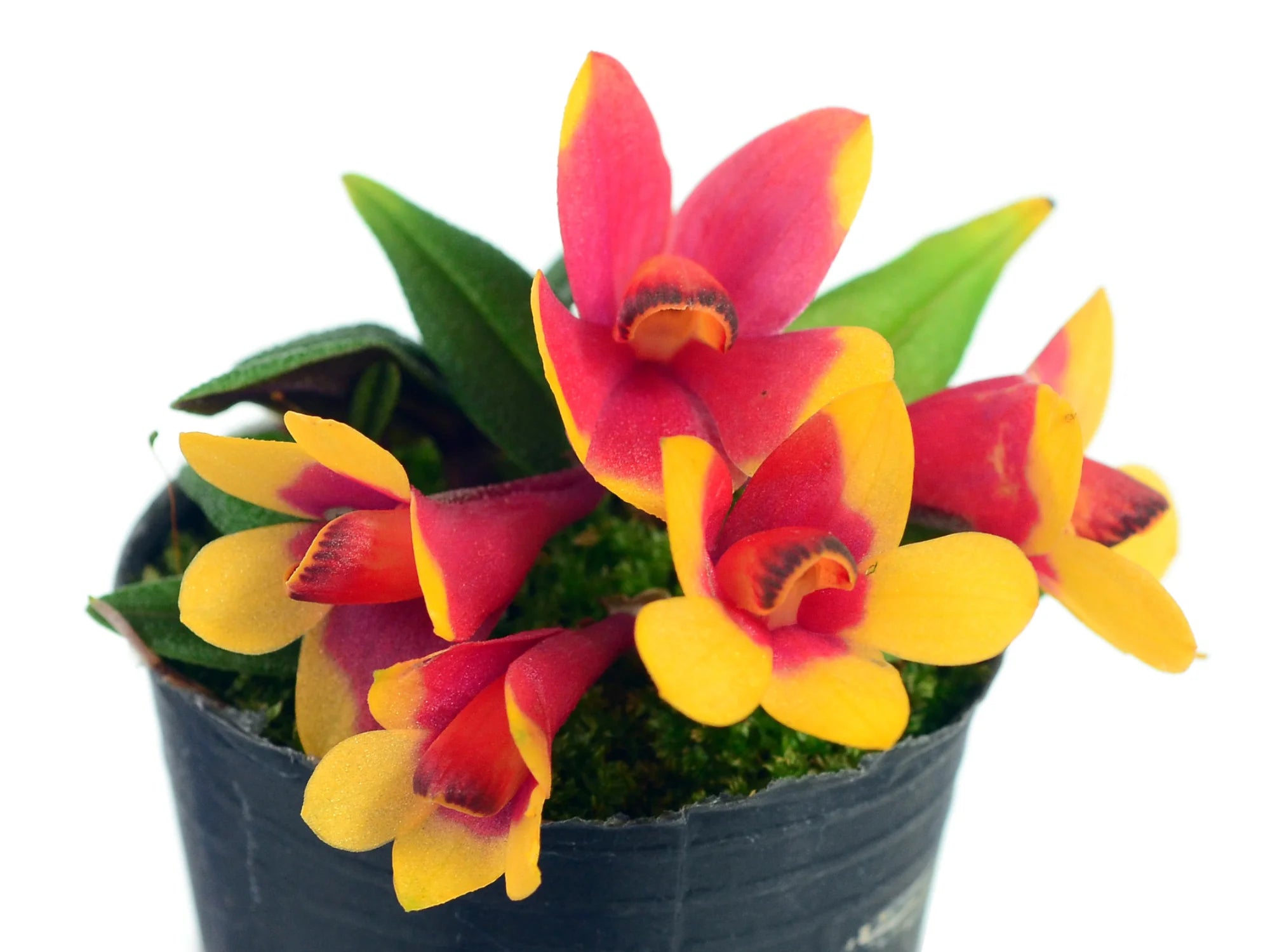 Dendrobium_Aussie_s_Hi-