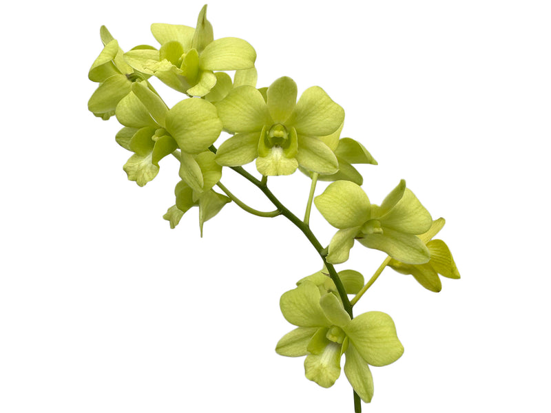 Dendrobium Bangkok Green-mary Trouse