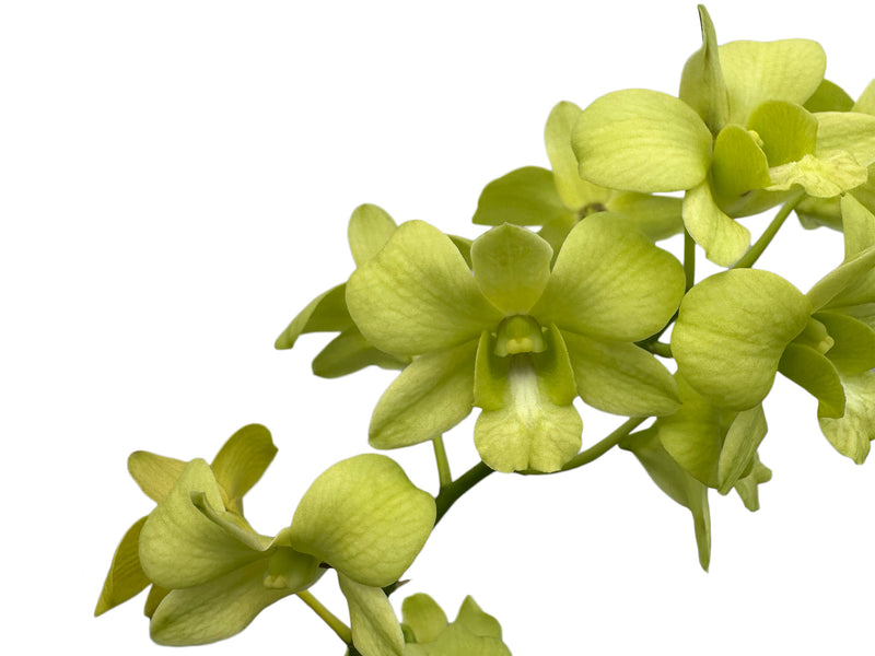 Dendrobium Bangkok Green-mary Trouse