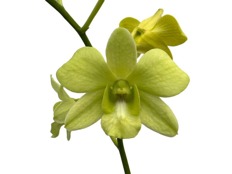 Dendrobium Bangkok Green-mary Trouse