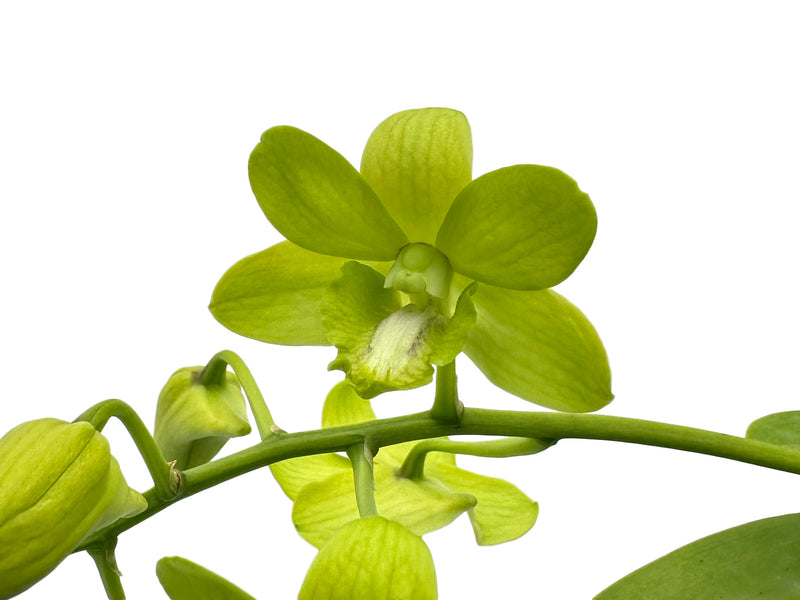 Dendrobium Bangkok Green-mary Trouse