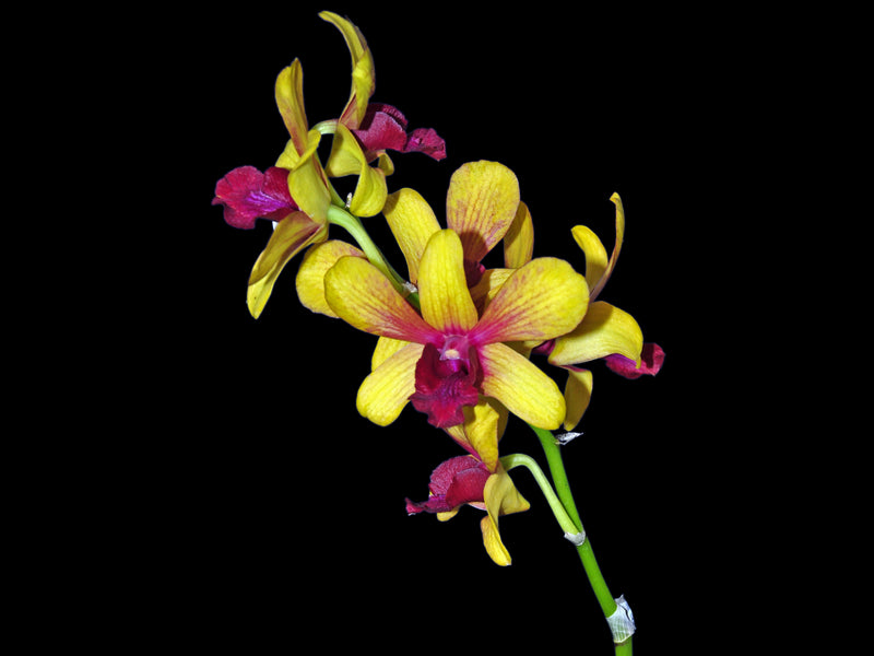 Dendrobium Boonchoo Gold