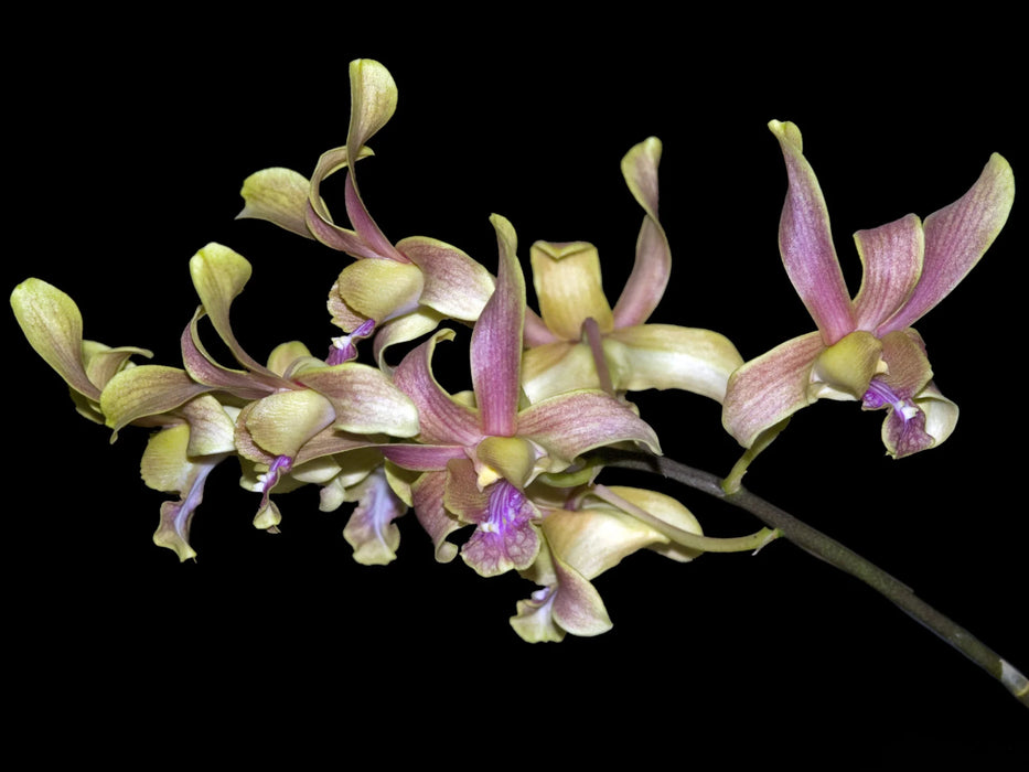 Dendrobium Boonchoo Gold 'Alex 2'