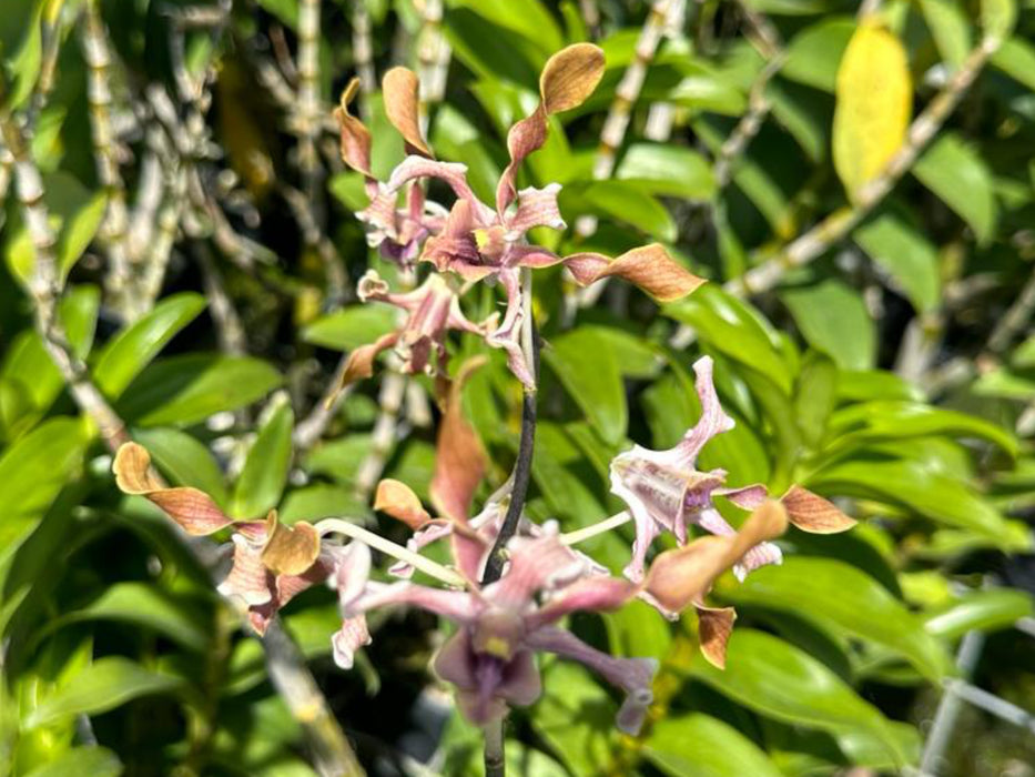 Dendrobium Boonchoo Gold 'Alex 3'