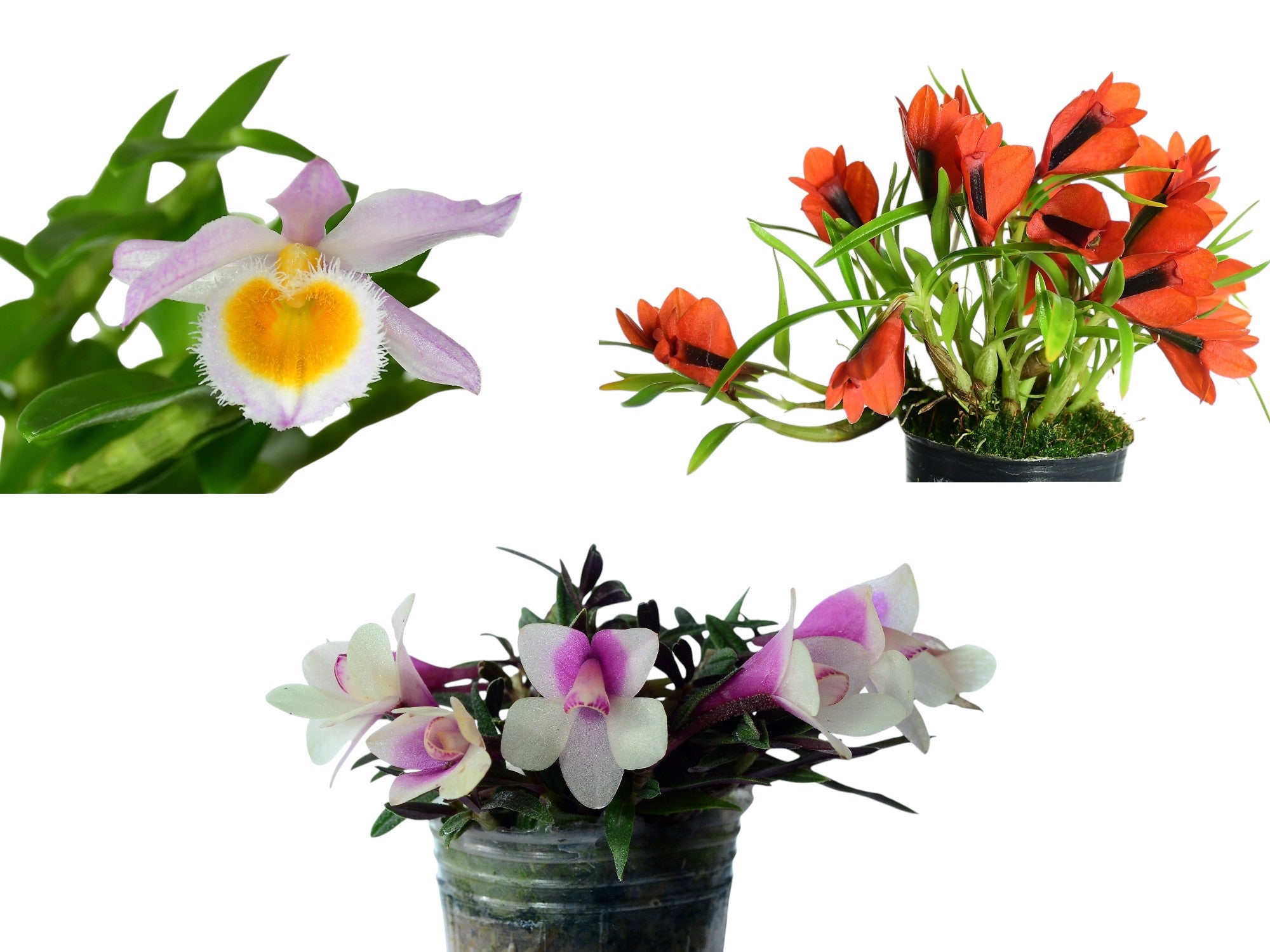 Dendrobium Bundle
