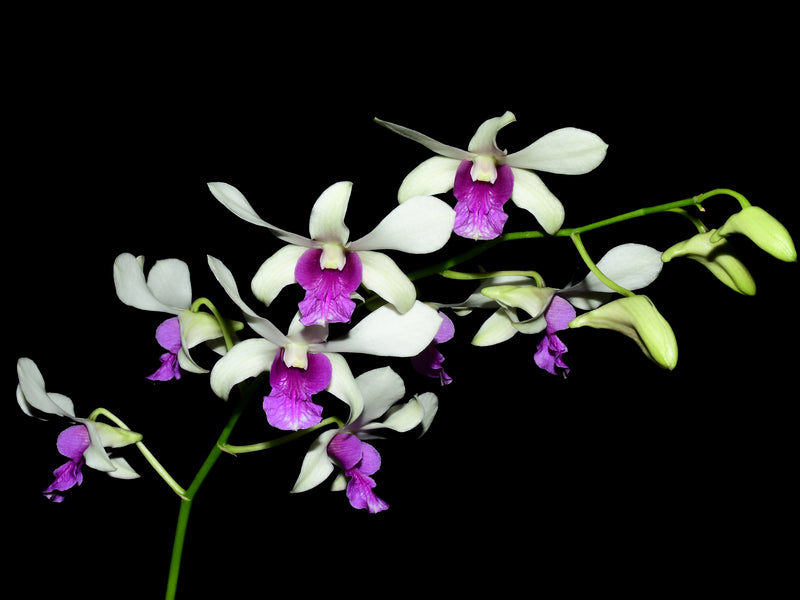 Dendrobium Burana Charming