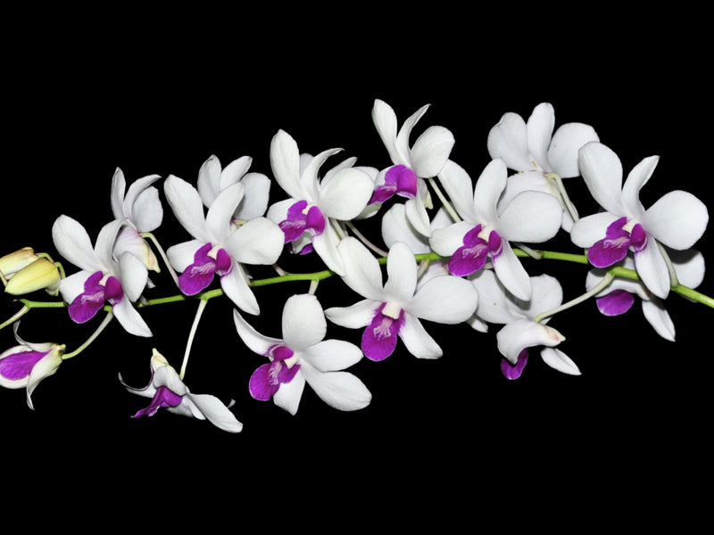 Dendrobium Burana Charming