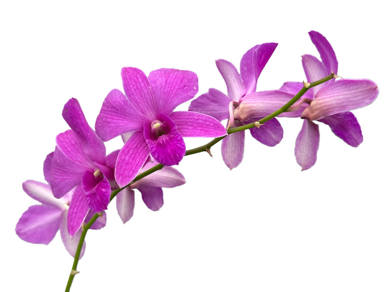 Dendrobium Burana Charming x D. Enobi Purple