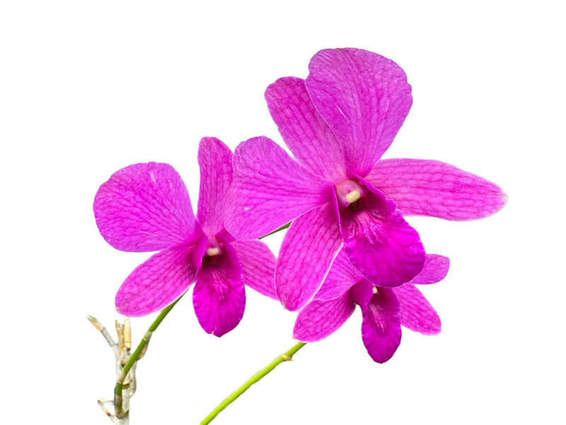 Dendrobium Burana Charming x D. Enobi Purple